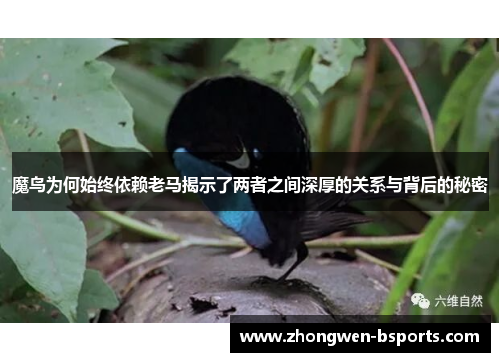 魔鸟为何始终依赖老马揭示了两者之间深厚的关系与背后的秘密